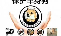 狗哥爆料狗粮视频播放,狗粮视频播放背后的秘密